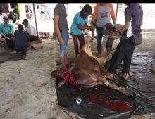 FOTO: Panitia hewan kurban