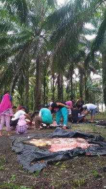 Hewan Kurban Kabupaten Siak Capai 1.924 Ekor (foto/int)