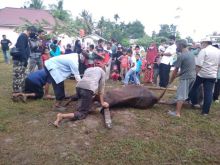 Hewan Kurban di Masjid Al Muhtadi