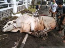 Perayaan Idul Adha di Beijing Tanpa Penyembelihan Kurban Sapi atau Kambing (foto/int)