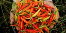 Cabai Rawit
