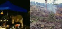 Gajah yang Mengamuk Karena Kelaparan di Johor Diprediksi Akan Kehilangan Habitatnya