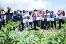 Produk Pertanian Holtikultura Tak Terkendala Saat pandemi Covid-19, Bupati Alfedri Bersama Warga Panen Semangka (foto/ist)