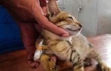 Kucing pembawa narkoba