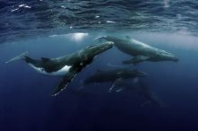 Seorang Wanita Terluka Saat Berenang Dengan Ikan Paus Bungkuk di Australia