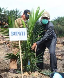 Bupati Siak Alfedri bersama PTPN V Melakukan Penanaman Perdana Replanting Program Peremajaan Sawit Rakyat di Kampung Sialang Baru
