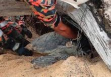 Pemadam Kebakaran Menyelamatkan Penyu Hijau Seberat 150kg Setelah Terjebak Di Bawah Pohon Di Terengganu