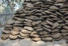 Dalam Pencurian Aneh, Lebih dari 100 Kilogram Kotoran Sapi Dicuri Dari Desa Chhattisgarh