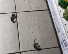 Menjijikkan, Bayi Tikus Mati Ditemukan di Sebuah Supermarket di Perak