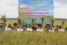 Jaga Ketahanan Pangan di Musim Pandemi Covid-19 Bupati Siak Alfedri Panen Raya Padi di Kampung Belading Kecamatan Sabak Auh (foto/ist)