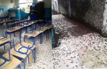 Hiii, Lama Tak Dipakai Gara-gara Belajar Online, Ruang Kelas Dihuni Makhluk Ini (foto/int)