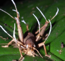 Penelitian Ungkap Virus Covid-19 Bisa Menciptakan Zombie Akhir Zaman, Ini Buktinya...