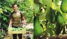 Bukan Cuma Kurma dan Anggur, Buah Alpukat Tumbuh Subur di Gaza, Netizen: Tanah Diberkahi (foto/int)