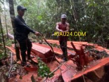 FOTO: Penangkapan Pelaku pembalakan liar