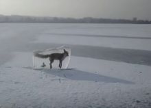 Viral Foto Rubah Membeku Dipajang di Danau, Netizen: Kalau Mencair Bisa Hidup? (Foto/int)