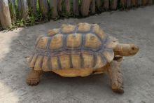 Ajaib, Kura-kura Tennessee yang Meninggalkan Rumah Selama 74 Hari Kembali Secara Tiba-Tiba