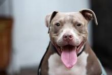 Mengerikan, Anjing Pitbull Ini Menganiaya Seorang Bocah dan Anggota Keluarganya di Florida