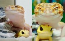 Dibeli Mainan Tokek Ini Tak Berhenti Tersenyum, Netizen: Jijik Tapi Imut (foto/int)