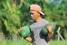 Petani panen semangka
