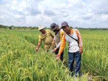 Bhabinkamtibmas Teluk Meranti Desa Kuala Panduk Tinjau Persawahan di Lahan Ketahanan Pangan