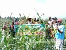 Kapolsek dan Camat Kuantan Hilir Panen Jagung Perdana di Lahan Jaga Kampung di Lahan 3 Hektare (foto/zar)