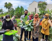 usai panen bunga kol dan terong bersama KWT Pelita Hati di Jalan Melati Tiga, Kelurahan Sidomulyo Timur, Kecamatan Marpoyan Damai (foto/int)