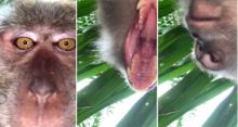Monyet Nakal Ini Mencuri Ponsel Seorang Pria Malaysia dan Berswafoto, Hasil Jepretannya Bikin Netizen Gemes...