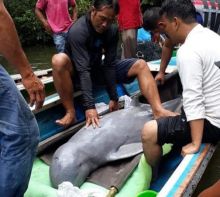 Ikan Pesut di Sungai Segati Langgam, Dievakuasi ke Sungai Kampar (foto/ardi)