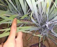 Diperkirakan Lebih 20 Hektare Tanaman Padi Petani Rusak, Akibat Diserang Ulat Grayak (foto/zar)