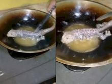 Viral Perempuan Ini Kelaparan Sampai Goreng Tokek Malam-malam, Netizen: Mau Muntah (foto/int)