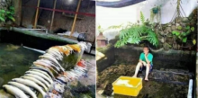Kasihan, Bermaksud Untuk Membersihkan Kolam Koi Mahal Miliknya, Hal Tragis Ini yang Terjadi Selanjutnya...