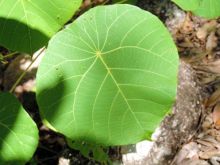 Ilmuwan Ungkap Pohon Menyengat di Australia Ini Ternyata Mengandung Racun Seperti Kalajengking