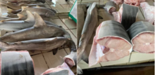 Negara Tetangga Indonesia Ini Secara Terang-Terangan Menjual Daging Hiu 