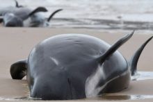  Hampir 500 ekor paus pilot terdampar di Australia 380 mati. Foto/Irish Times