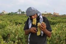 Meski Diserang Secara Brutal Oleh Israel, Palestina Berubah Jadi Negara Bertanah Subur Seperti Indonesia