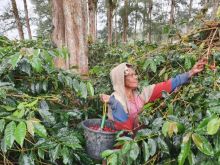 Imbas Pandemi, Ribuan Petani Kopi Menjerit Karena Rendahnya Permintaan