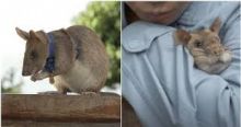 Magawa, Seekor Tikus Ajaib yang Mampu Mendeteksi Ranjau Darat