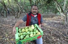 Pantas Israel Keras Kepala Mau Jajah Palestina, Jambu Mudah Tumbuh Subur di Gaza (foto/int)