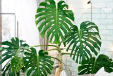 Daun monstera (net)