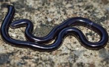 Sering Dikira Cacing, Ternyata Hewan Ini Ular (foto/int)