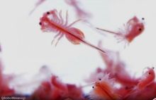 Hewan Aneh Mirip Alien Ini Ternyata Monyet Laut, Keahliannya Bisa Mati Suri (foto/int)