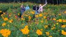 Sedang Bermekaran, Taman Bunga Wisata Okura Ramai Dikunjungi Warga Pekanbaru (foto/riki)