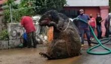 Tikus raksasa yang bikin heboh netizen. Foto: int