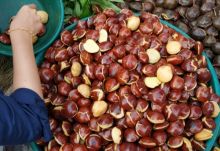 Murah Meriah, Harga Jengkol di Pekanbaru Rp 10 Ribu Per Kilogram (foto/int)