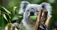 Drone Khusus Akan Digunakan Di Australia Untuk Memberi Makan Koala Demi Mencegah Kepunahannya