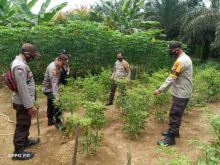 Polsek Pangkalan Lesung Pantau Program Ketahanan Pangan di Desa Mulya Subur Pangkalan Lesung