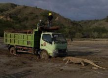 Viral Komodo Cegat Truk Proyek, Netizen: di Otak Lu Cuma Duit (foto/int)
