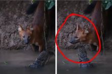 Penampakan Ajag Hewan Langka Pemakan Bangkai di Hutan Angker Alas Purwo Tertangkap Kamera (foto/int)