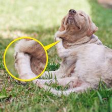 10 Tanda Peringatan Yang Harus Anda Sadari Sebelum Membawa Hewan Peliharaan Anda ke Dokter Hewan