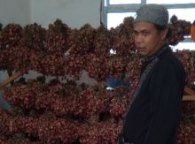 Anda Riski Berhasil Budidaya Tanaman Bawang, Varietas Hibrida (foto/zar)